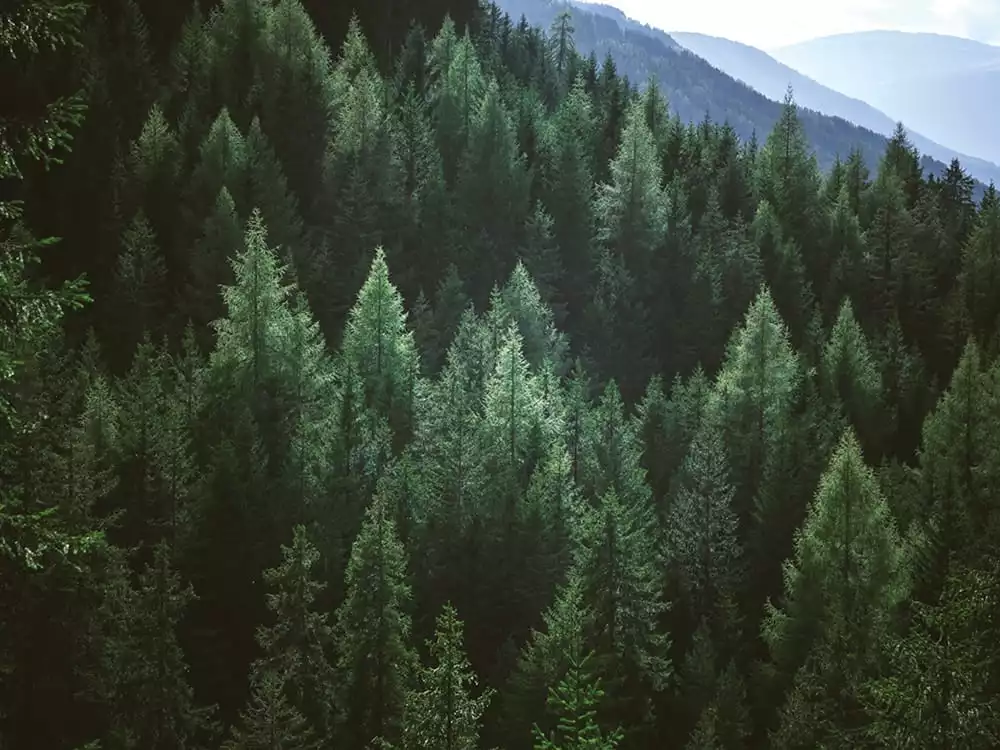 Wälder CO2-Emissionen